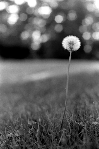 dandelion