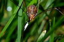 harvestman.jpg