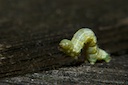 inchworm.jpg