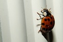 ladybug.jpg