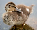 duckling.jpg