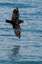 oystercatcher.jpg